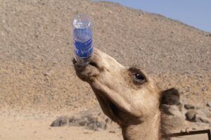 15 strange desert animals