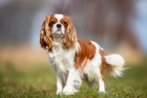 12 Types of Spaniel Breeds Perfect for House Pets