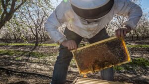 What bacteria and fungi lurk in your city? Bees may have the answer.